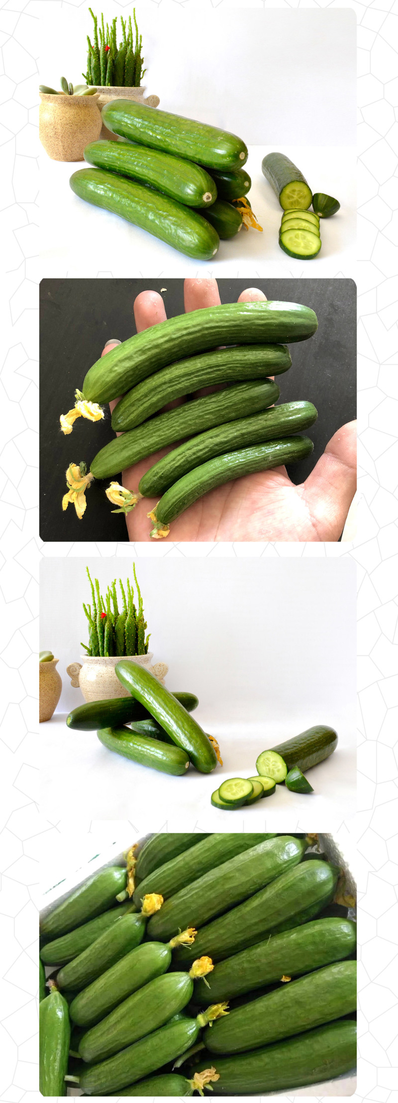 中科茂华蔬菜种子欧米蓝水果黄瓜种子F1全雌系节节有瓜