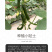 中科茂华蔬菜种子欧米蓝水果黄瓜种子F1全雌系节节有瓜