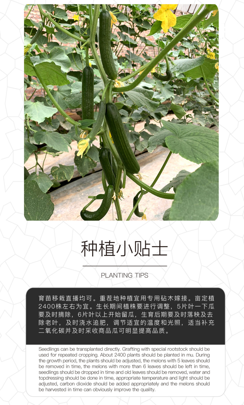 中科茂华蔬菜种子欧米蓝水果黄瓜种子F1全雌系节节有瓜