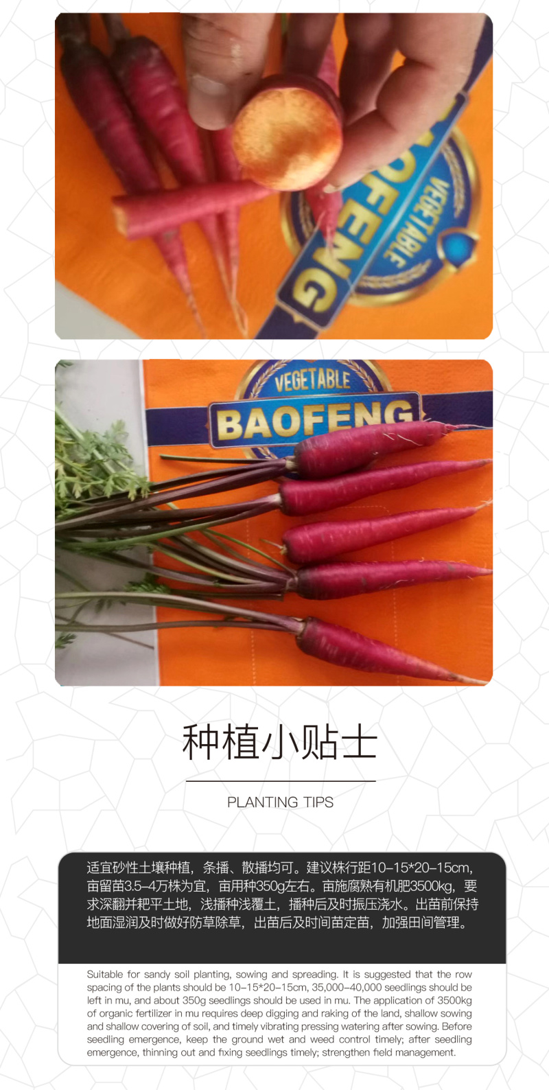中科茂华蔬菜种子欧诺德紫胡萝种子根型整齐甜脆爽口