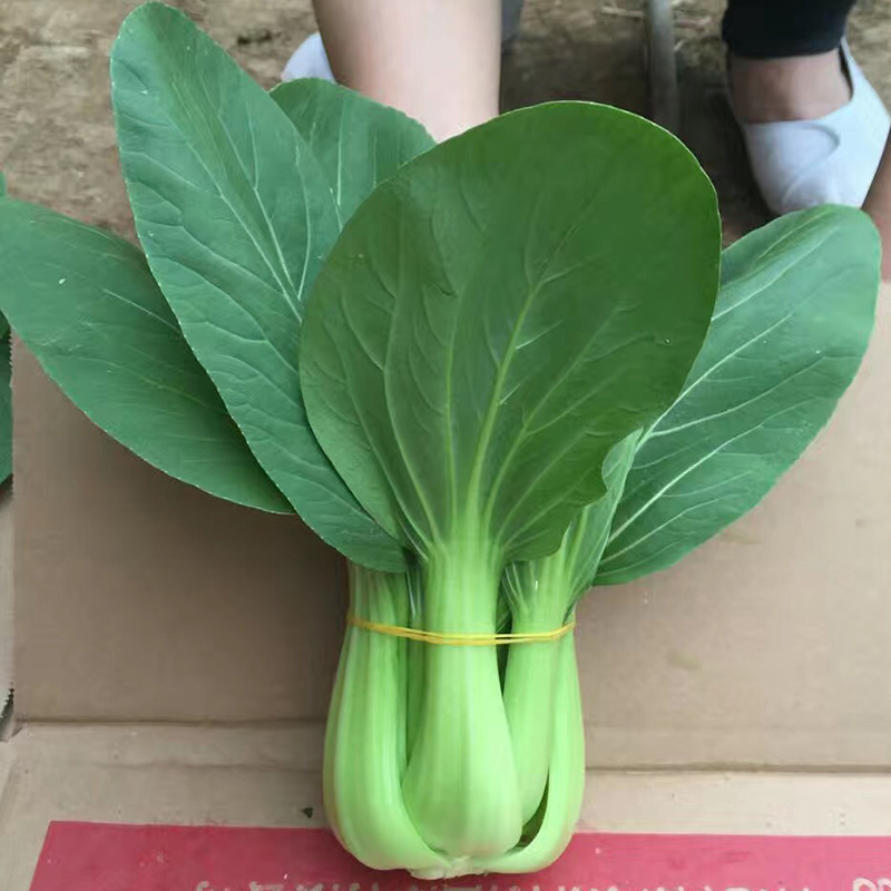 中科茂华蔬菜种子欧诺德N5青梗菜种子上海青油菜耐寒耐湿