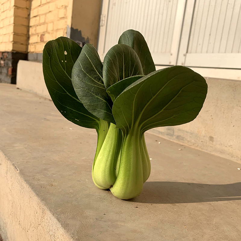 中科茂华蔬菜种子欧诺德N5青梗菜种子上海青油菜耐寒耐湿