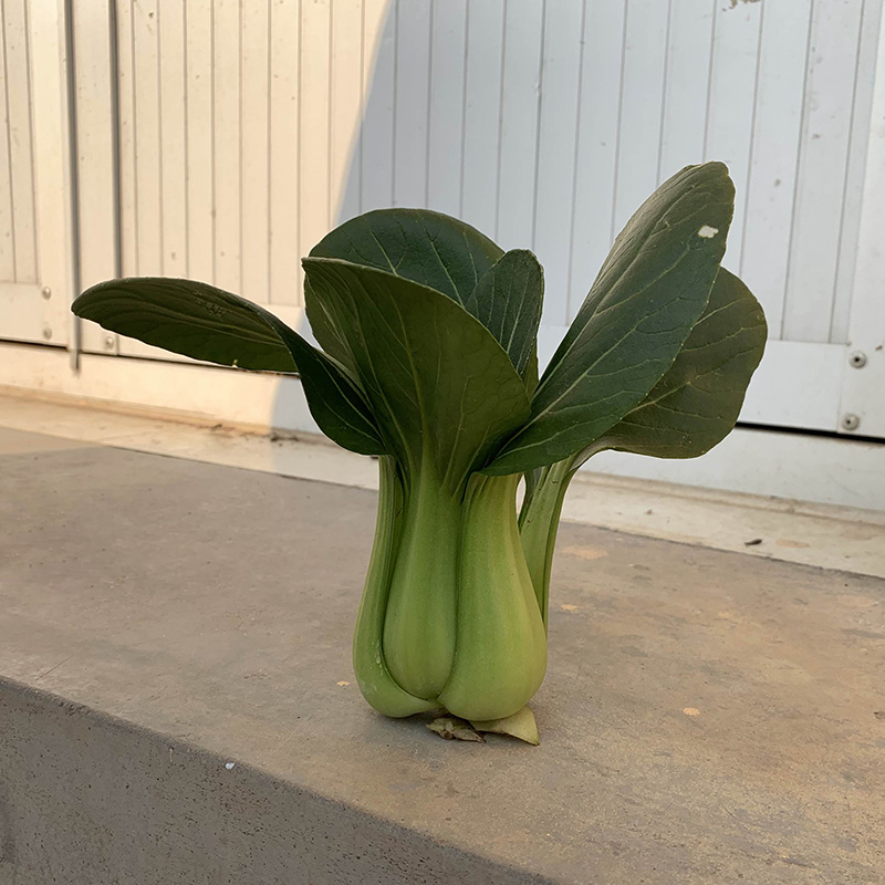 中科茂华蔬菜种子欧诺德N5青梗菜种子上海青油菜耐寒耐湿
