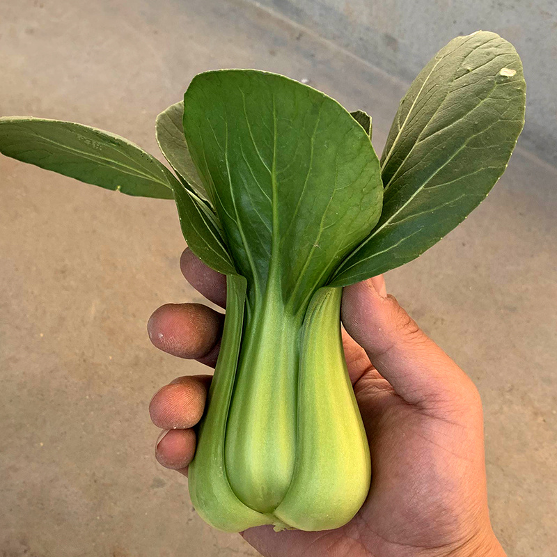 中科茂华蔬菜种子欧诺德N5青梗菜种子上海青油菜耐寒耐湿