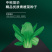 中科茂华蔬菜种子欧诺德N5青梗菜种子上海青油菜耐寒耐湿