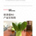 中科茂华蔬菜种子欧诺德N5青梗菜种子上海青油菜耐寒耐湿