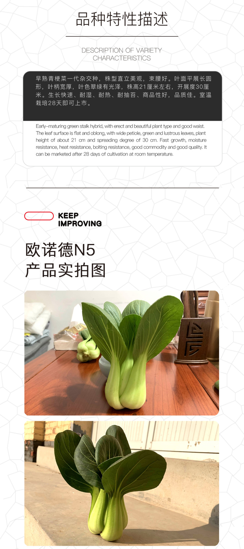 中科茂华蔬菜种子欧诺德N5青梗菜种子上海青油菜耐寒耐湿
