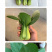 中科茂华蔬菜种子欧诺德N5青梗菜种子上海青油菜耐寒耐湿