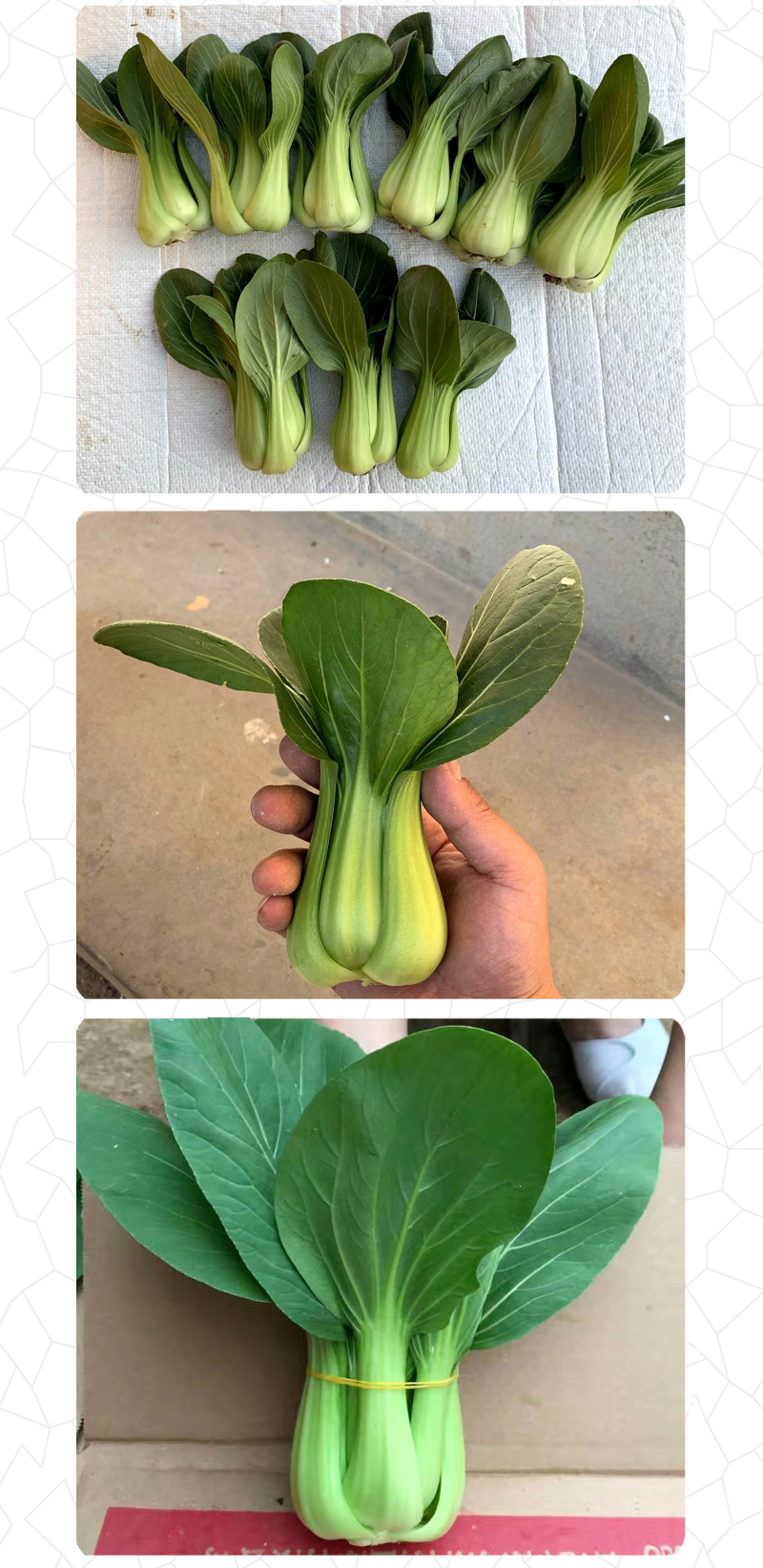 中科茂华蔬菜种子欧诺德N5青梗菜种子上海青油菜耐寒耐湿