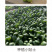 中科茂华蔬菜种子欧诺德N5青梗菜种子上海青油菜耐寒耐湿