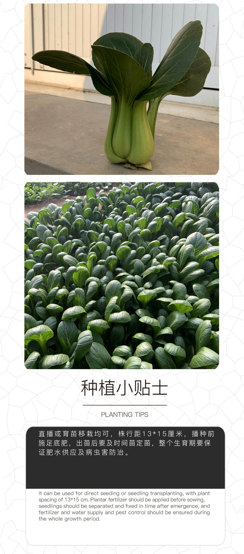 中科茂华蔬菜种子欧诺德N5青梗菜种子上海青油菜耐寒耐湿