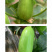 中科茂华瓜果蔬菜种子清香脆宝菜瓜种子无棱绿皮菜瓜低糖型