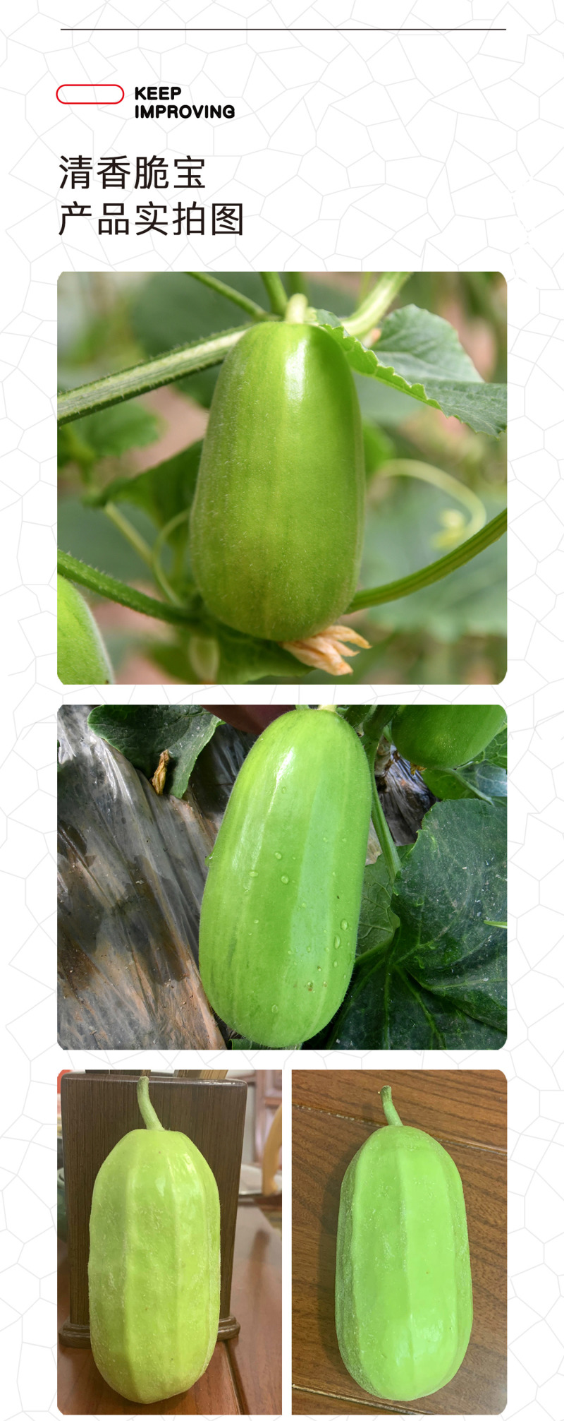 中科茂华瓜果蔬菜种子清香脆宝菜瓜种子无棱绿皮菜瓜低糖型