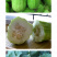 中科茂华瓜果蔬菜种子清香脆宝菜瓜种子无棱绿皮菜瓜低糖型