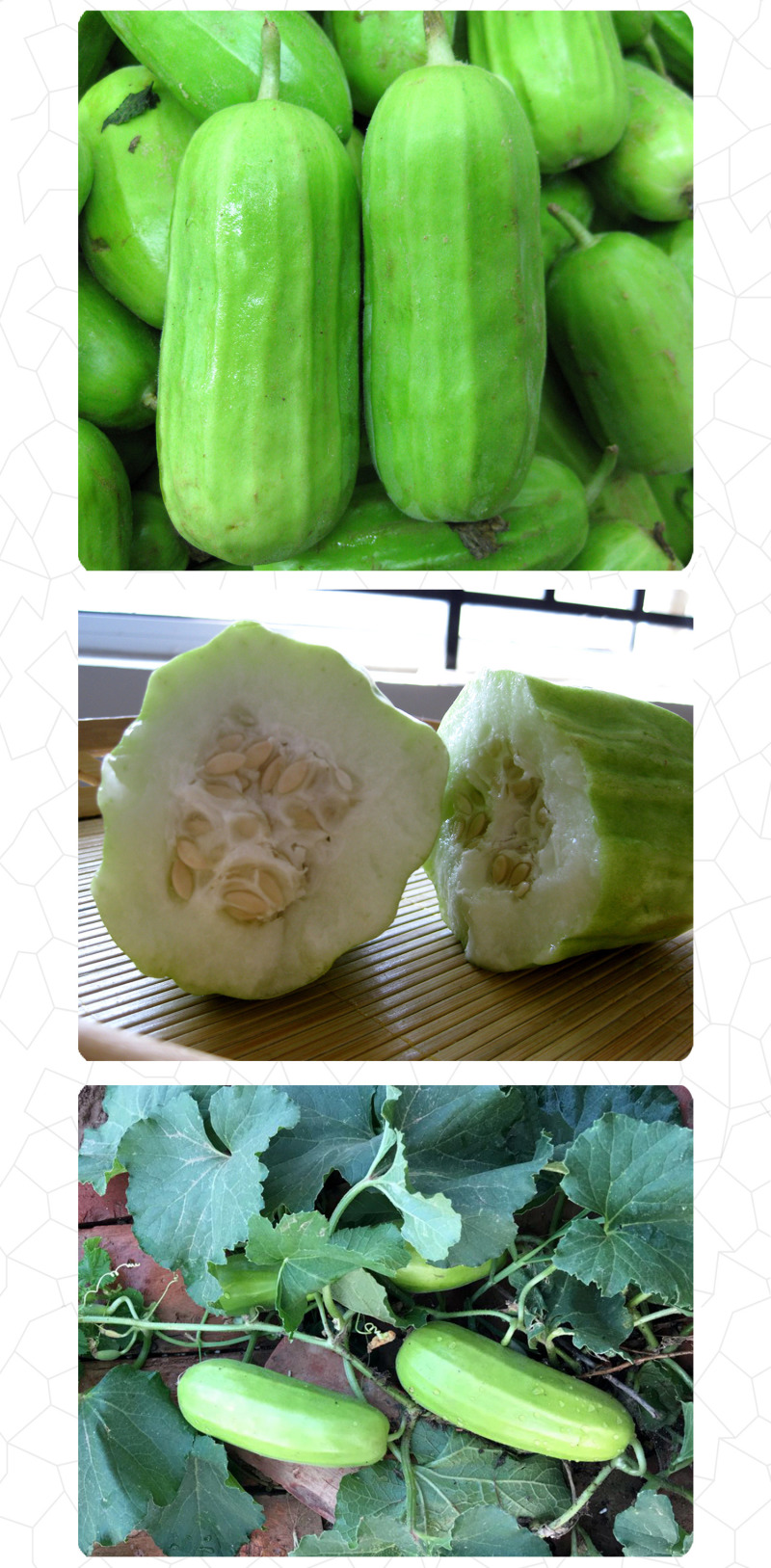 中科茂华瓜果蔬菜种子清香脆宝菜瓜种子无棱绿皮菜瓜低糖型
