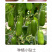 中科茂华瓜果蔬菜种子清香脆宝菜瓜种子无棱绿皮菜瓜低糖型