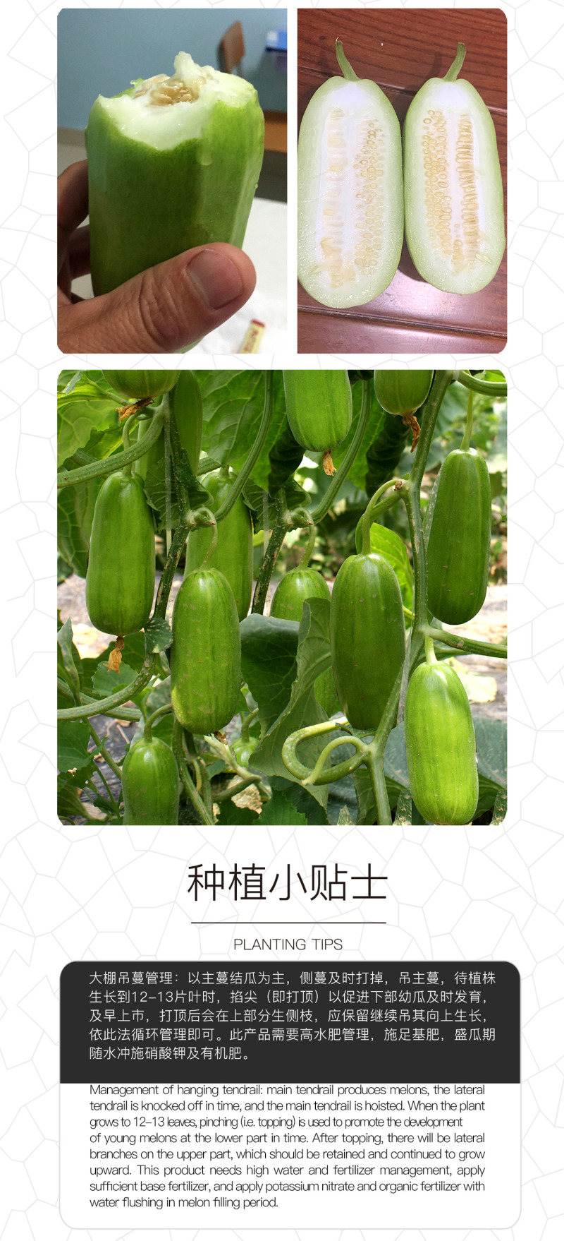 中科茂华瓜果蔬菜种子清香脆宝菜瓜种子无棱绿皮菜瓜低糖型
