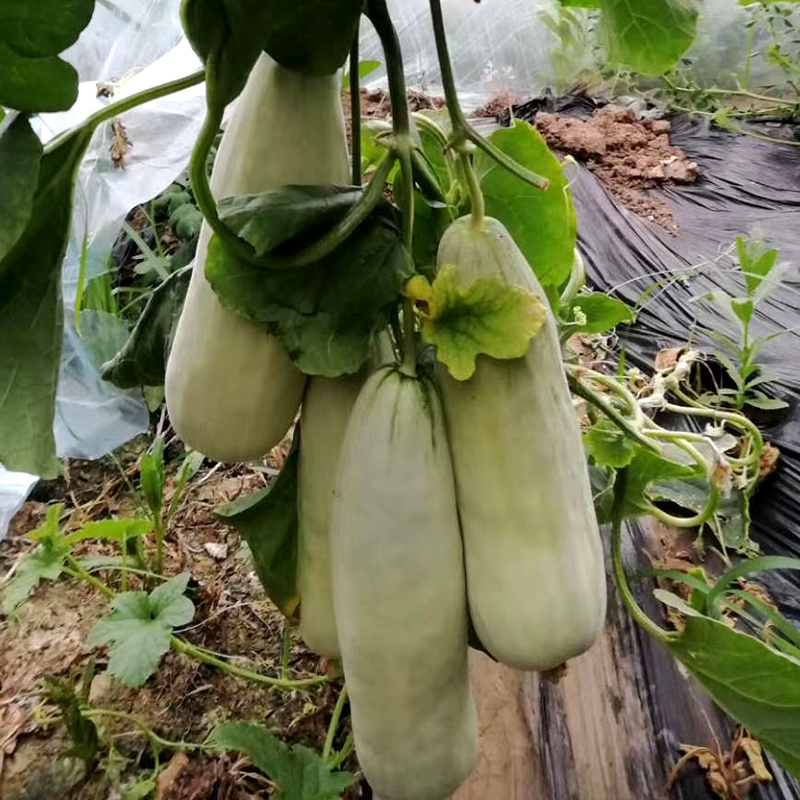 中科茂华蔬菜瓜果种子特选羊角脆甜瓜种子超甜羊角蜜