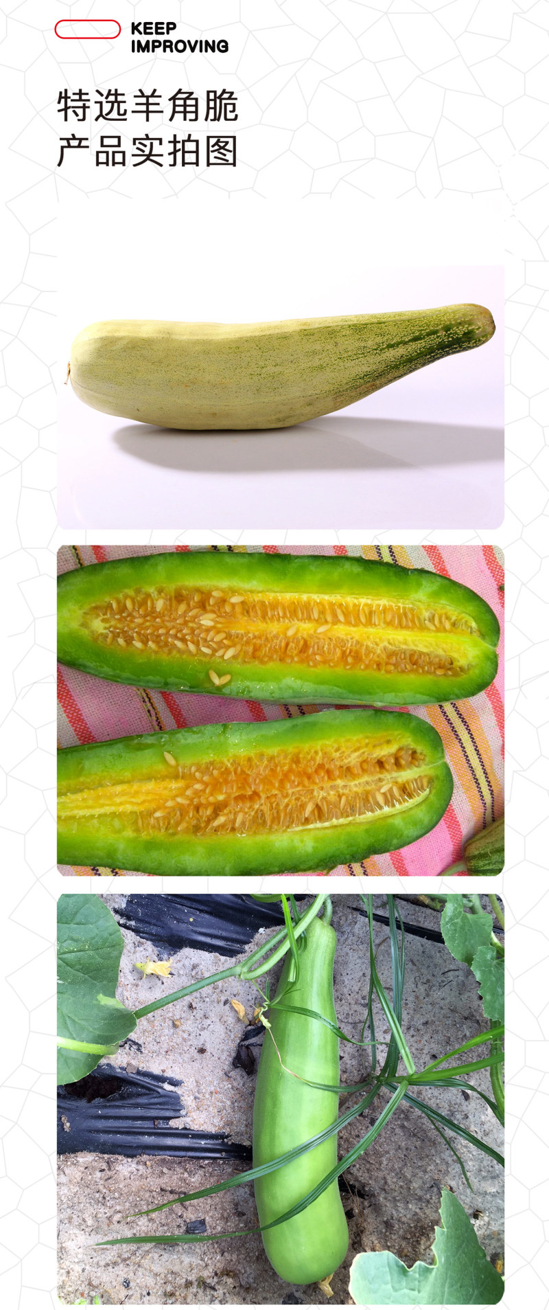 中科茂华蔬菜瓜果种子特选羊角脆甜瓜种子超甜羊角蜜