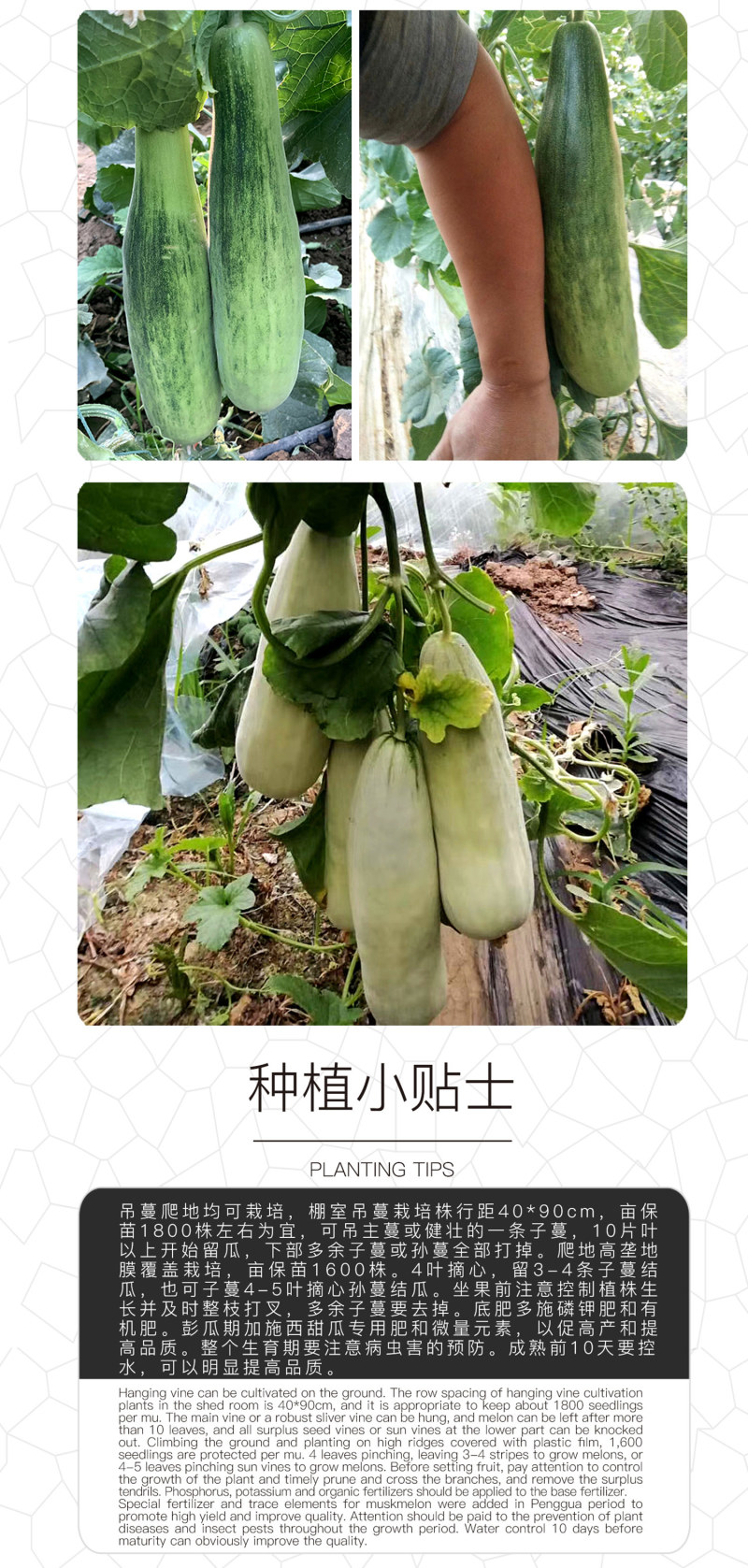 中科茂华蔬菜瓜果种子特选羊角脆甜瓜种子超甜羊角蜜