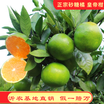嫁接皇帝柑苗皇帝橘苗砂糖橘苗品种纯正
