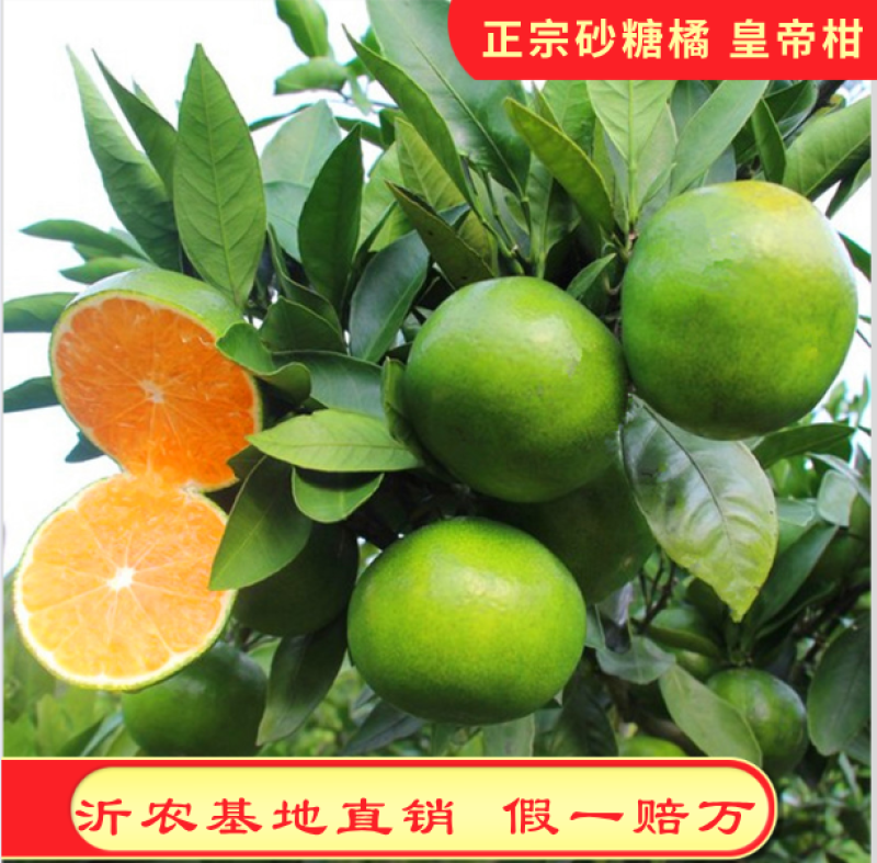 嫁接皇帝柑苗皇帝橘苗砂糖橘苗品种纯正