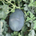 中科茂华蔬菜瓜果种子抗重茬黑大将黑皮大红瓤西瓜种子抗病