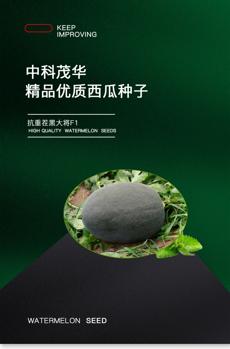 中科茂华蔬菜瓜果种子抗重茬黑大将黑皮大红瓤西瓜种子抗病