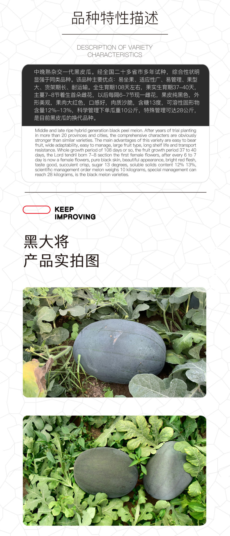 中科茂华蔬菜瓜果种子抗重茬黑大将黑皮大红瓤西瓜种子抗病