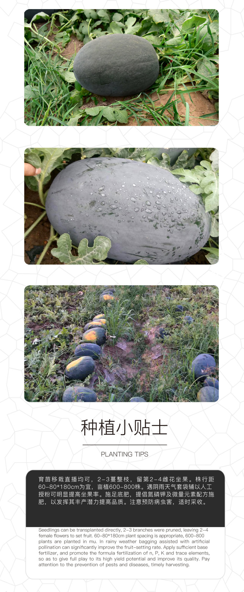 中科茂华蔬菜瓜果种子抗重茬黑大将黑皮大红瓤西瓜种子抗病