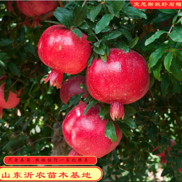 突尼斯软籽石榴苗拒绝假苗现挖现发保湿发货