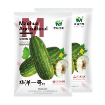 中科茂华水果种子华洋一号甜瓜种子果皮黄绿色果肉乳白细腻瓤