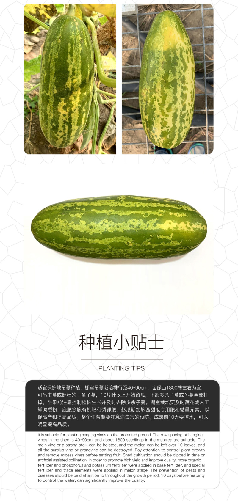 中科茂华水果种子华洋一号甜瓜种子果皮黄绿色果肉乳白细腻瓤