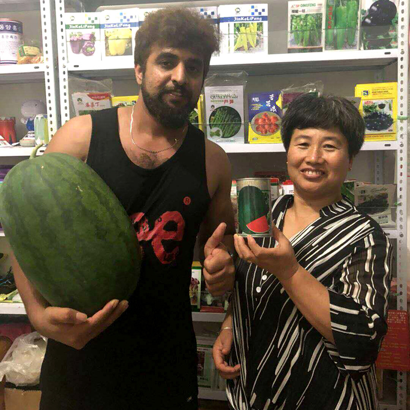 中科茂华西瓜种子抗重茬红天龙免整枝打叉懒汉西瓜种籽四季