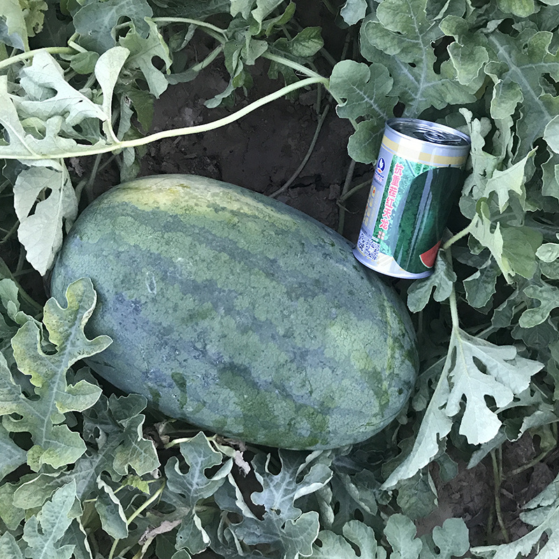 中科茂华西瓜种子抗重茬红天龙免整枝打叉懒汉西瓜种籽四季
