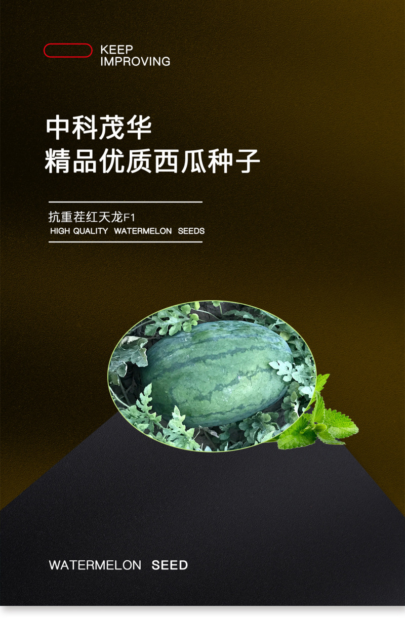中科茂华西瓜种子抗重茬红天龙免整枝打叉懒汉西瓜种籽四季