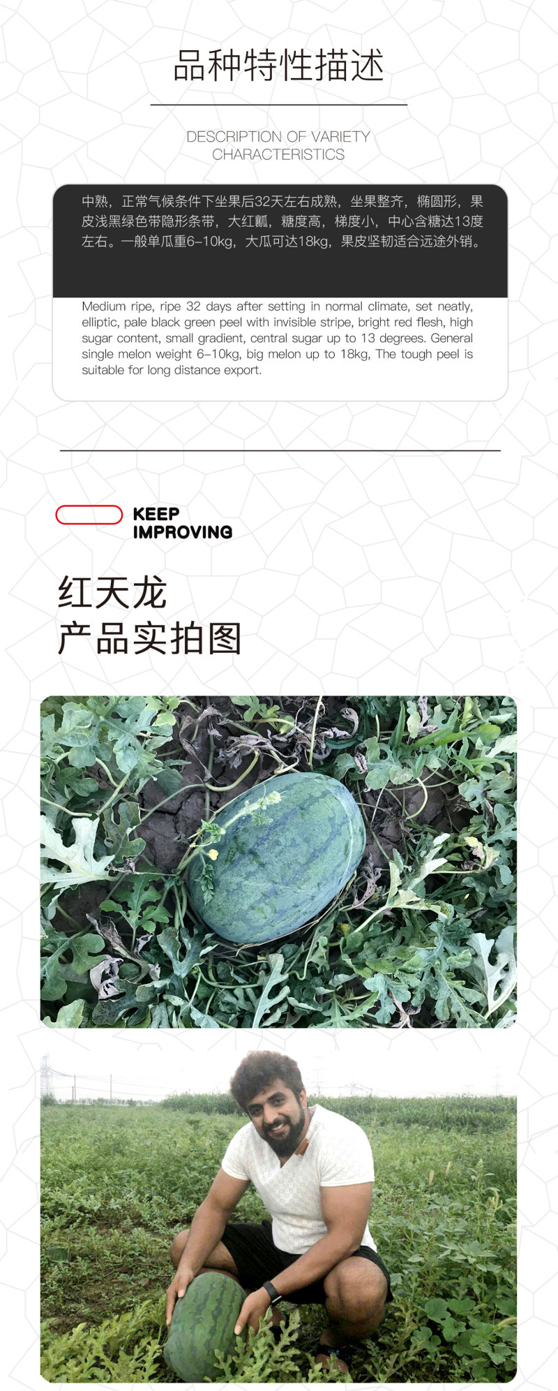 中科茂华西瓜种子抗重茬红天龙免整枝打叉懒汉西瓜种籽四季