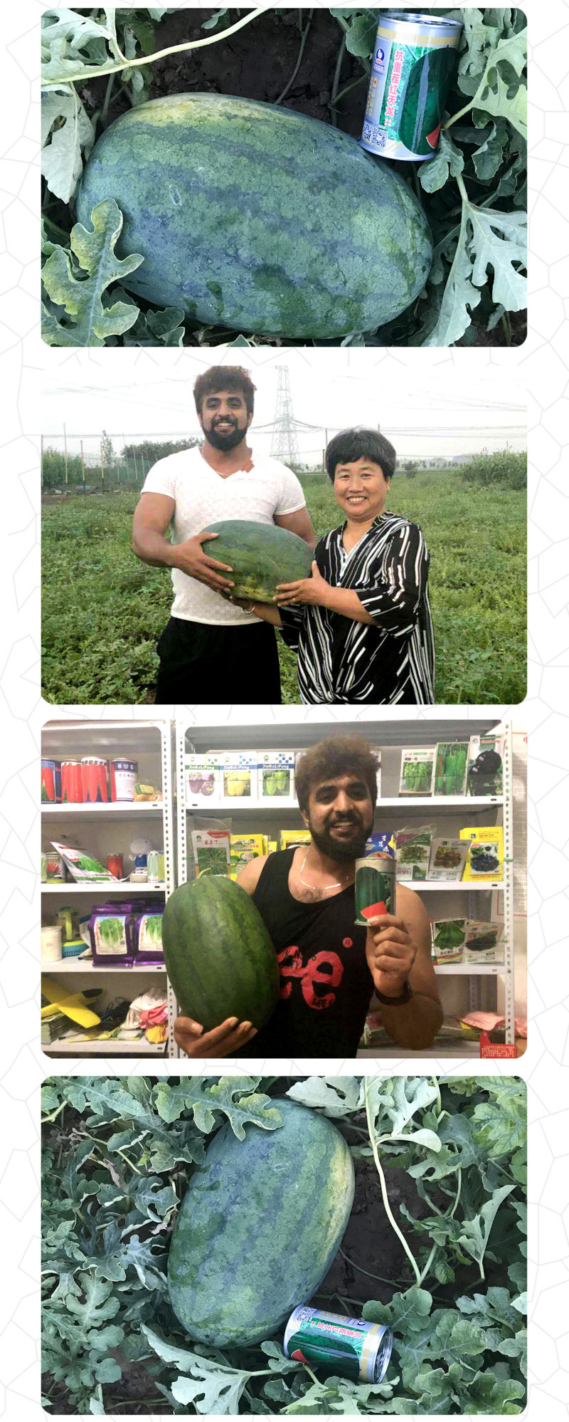 中科茂华西瓜种子抗重茬红天龙免整枝打叉懒汉西瓜种籽四季