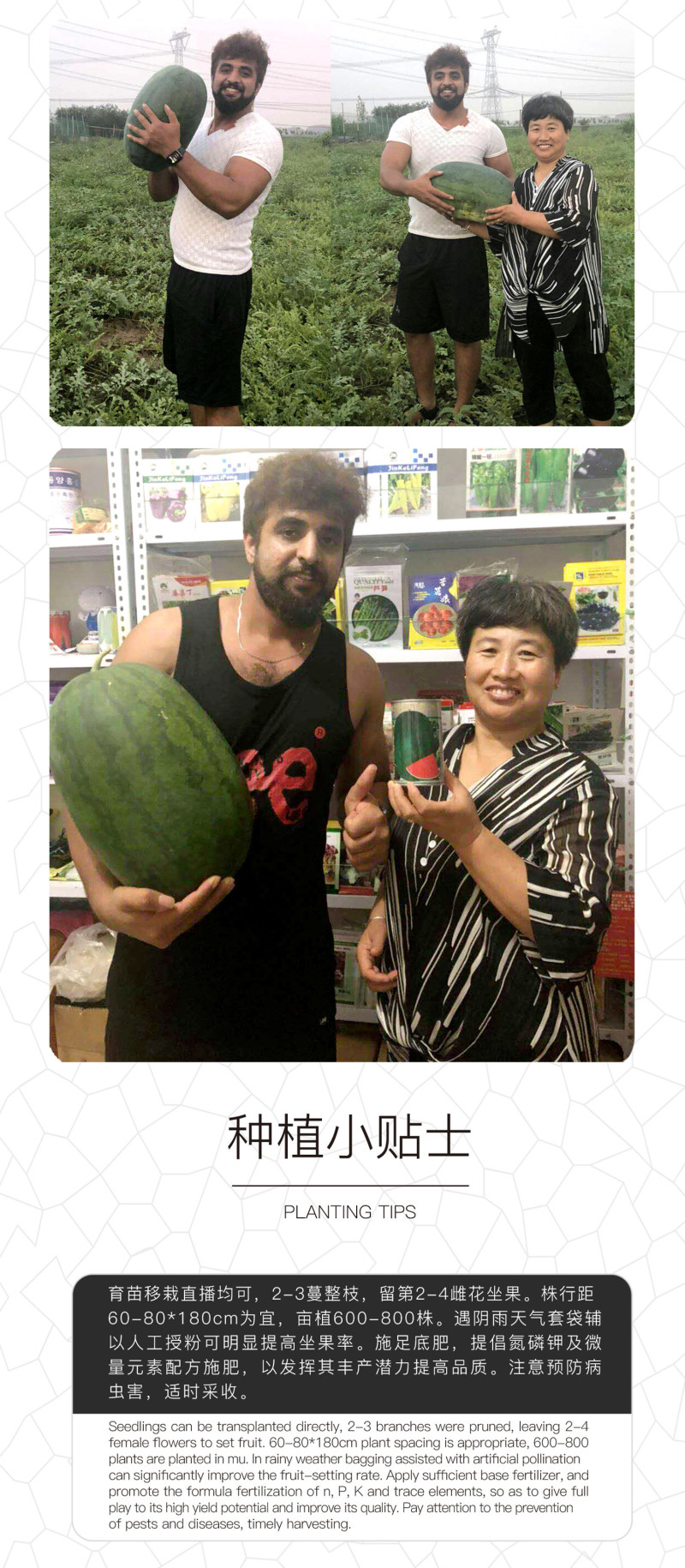 中科茂华西瓜种子抗重茬红天龙免整枝打叉懒汉西瓜种籽四季