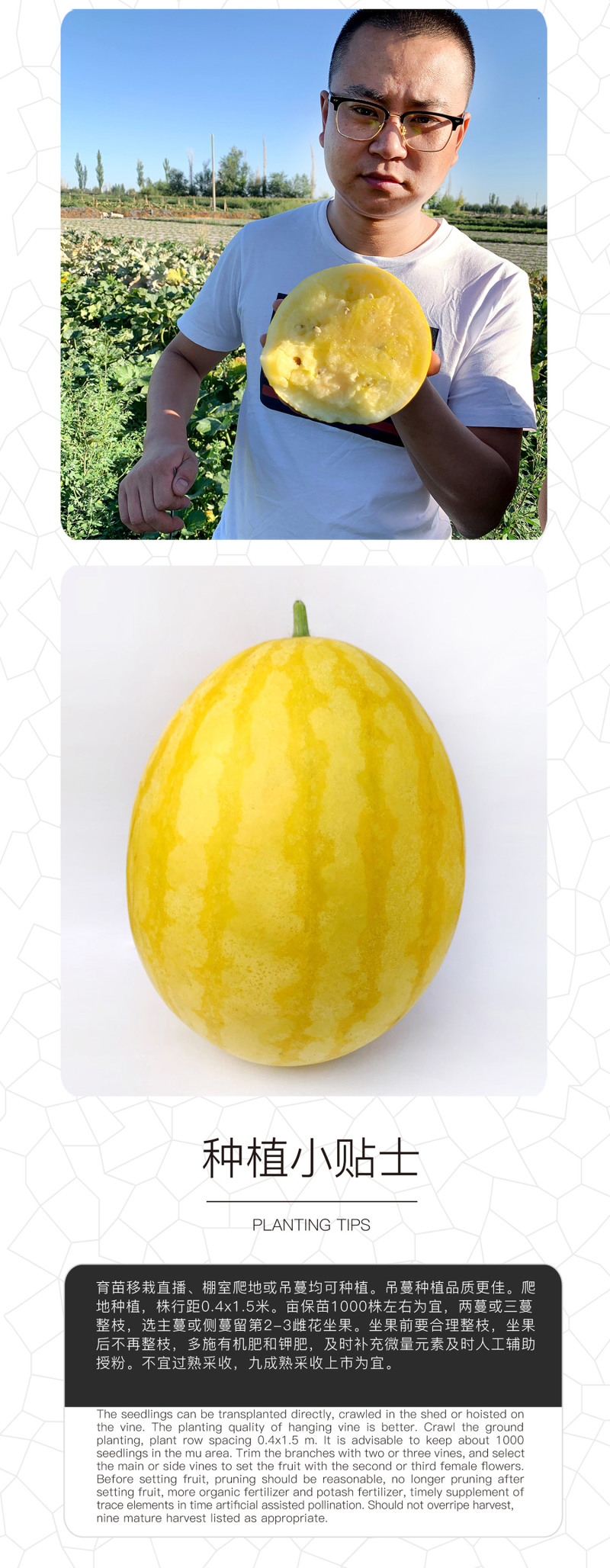 中科茂华瓜果种子兰月西瓜种子果型高圆果肉黄皮黄肉礼品西瓜