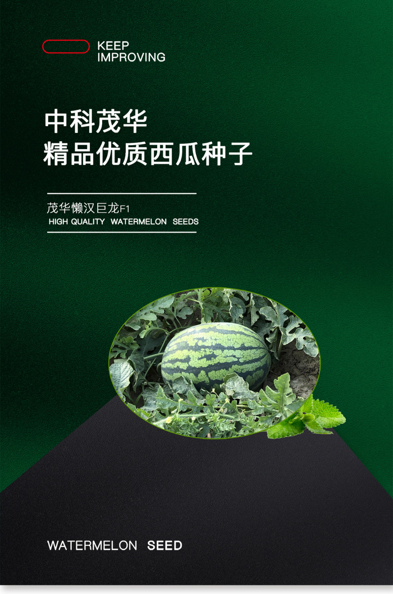 中科茂华蔬菜瓜果种子懒汉神龙西瓜种子大果免整枝抗重茬