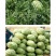 中科茂华蔬菜瓜果种子懒汉神龙西瓜种子大果免整枝抗重茬