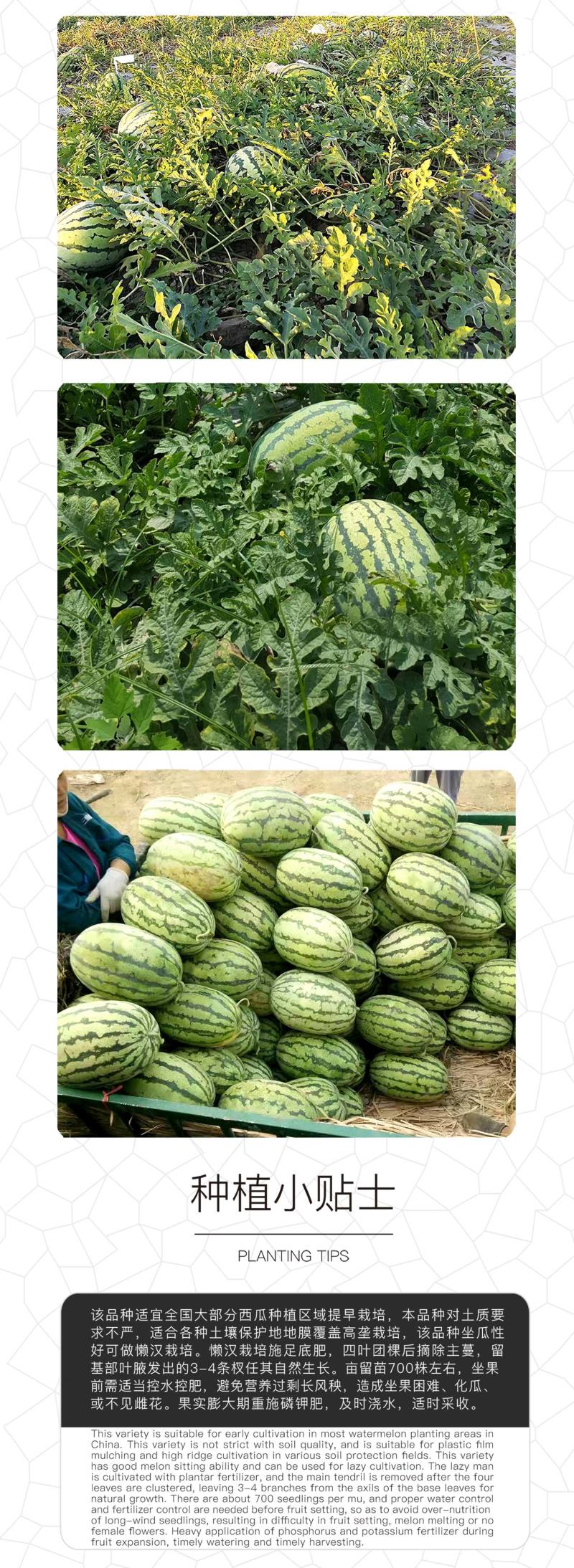 中科茂华蔬菜瓜果种子懒汉神龙西瓜种子大果免整枝抗重茬