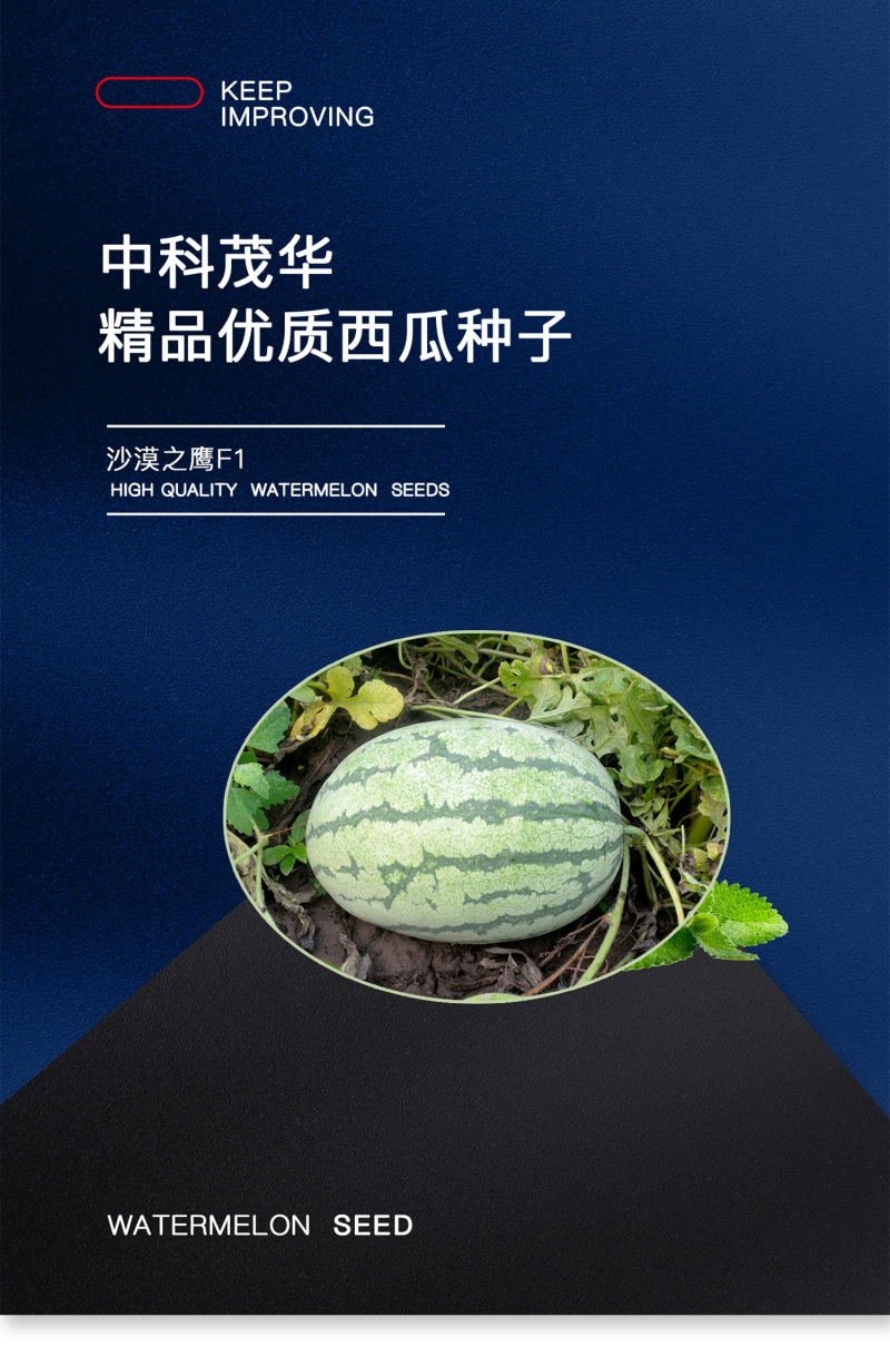 中科茂华新城五号西瓜种子沙漠之鹰大果型型超抗病免整枝
