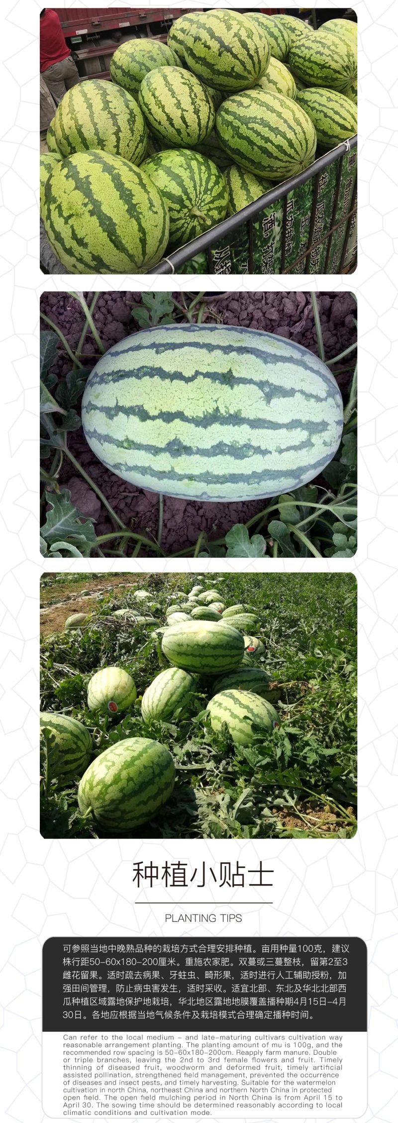 中科茂华新城五号西瓜种子沙漠之鹰大果型型超抗病免整枝