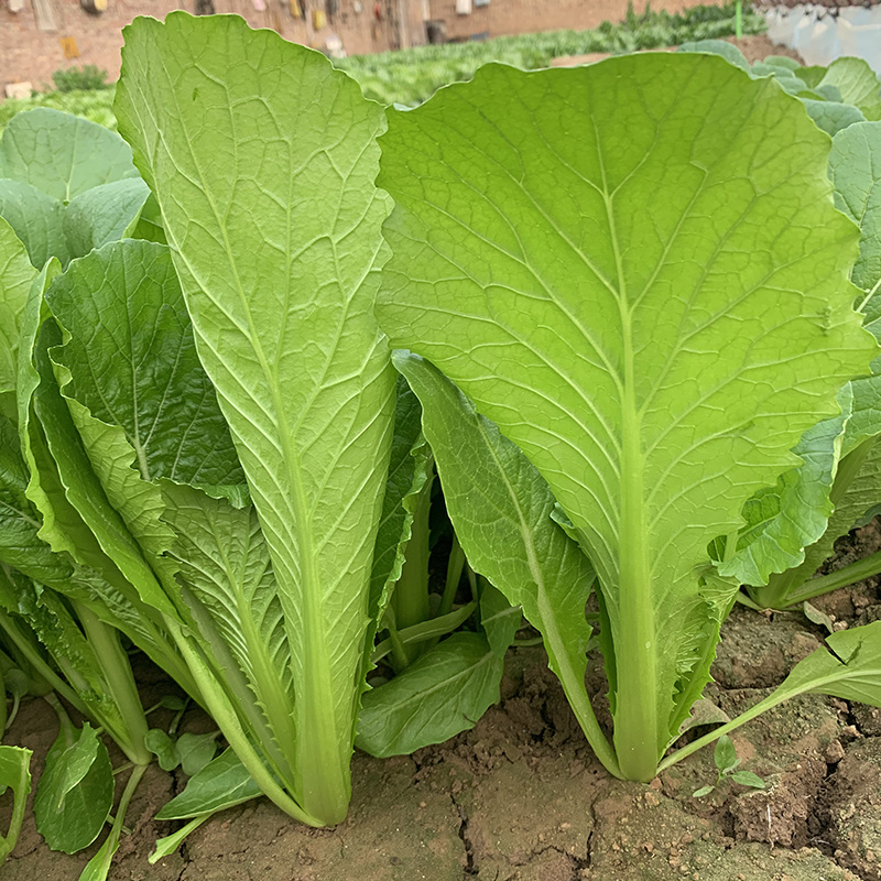 中科茂华蔬菜种子K20小白菜种子无绒毛青梗小白菜种子绿叶
