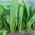 中科茂华蔬菜种子K20小白菜种子无绒毛青梗小白菜种子绿叶
