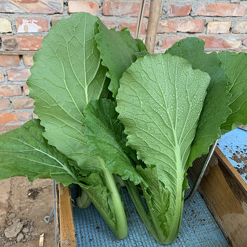 中科茂华蔬菜种子K20小白菜种子无绒毛青梗小白菜种子绿叶