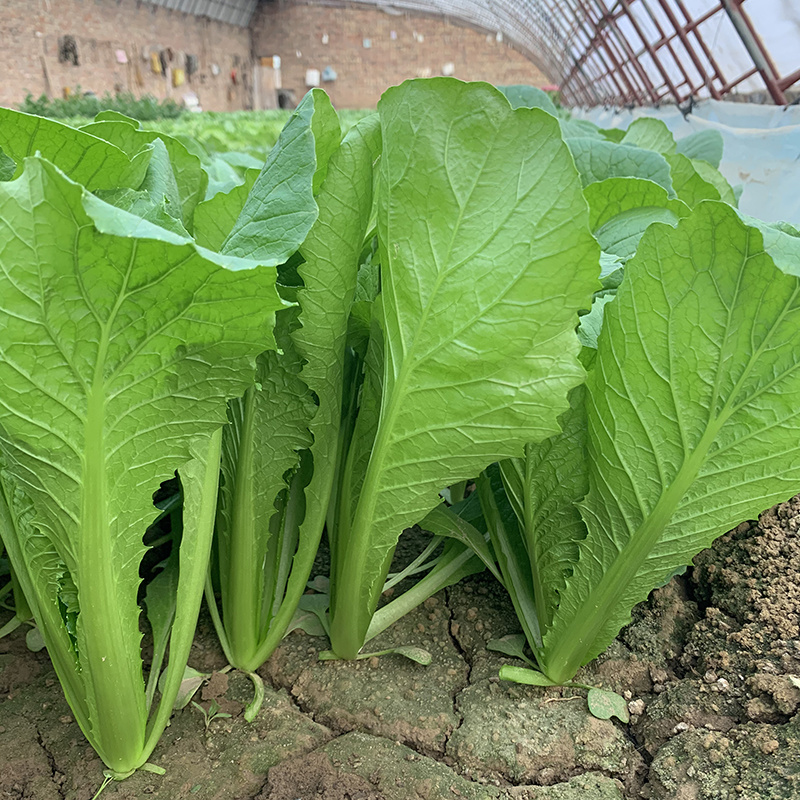 中科茂华蔬菜种子K20小白菜种子无绒毛青梗小白菜种子绿叶