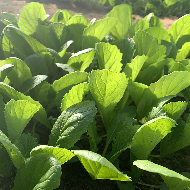 中科茂华蔬菜种子K20小白菜种子无绒毛青梗小白菜种子绿叶